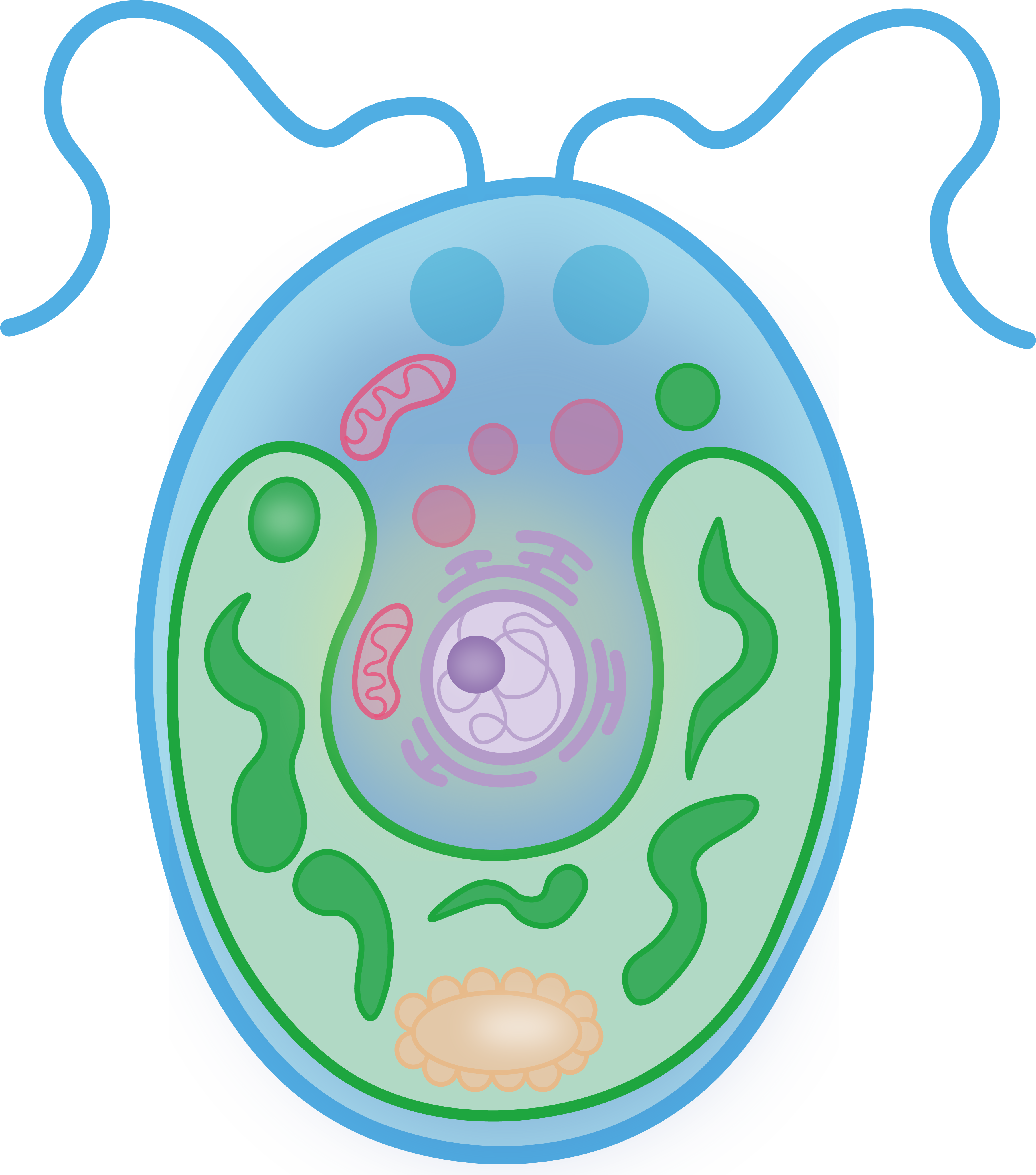 Chlamydomonas ilustración científica